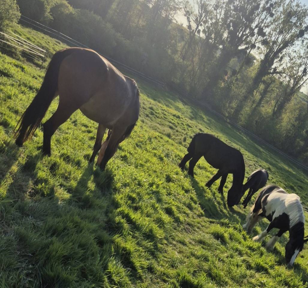 Deniro , jeune cheval d&rsquo;avenir 