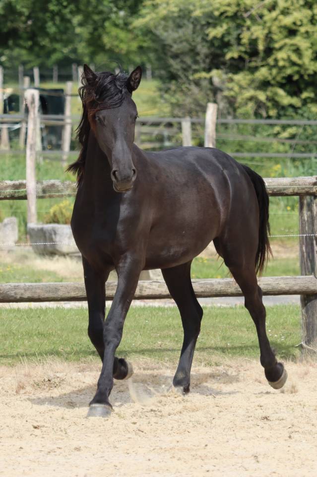 Apollonis Blacknight MGC grande pouliche Arabo-Frison 