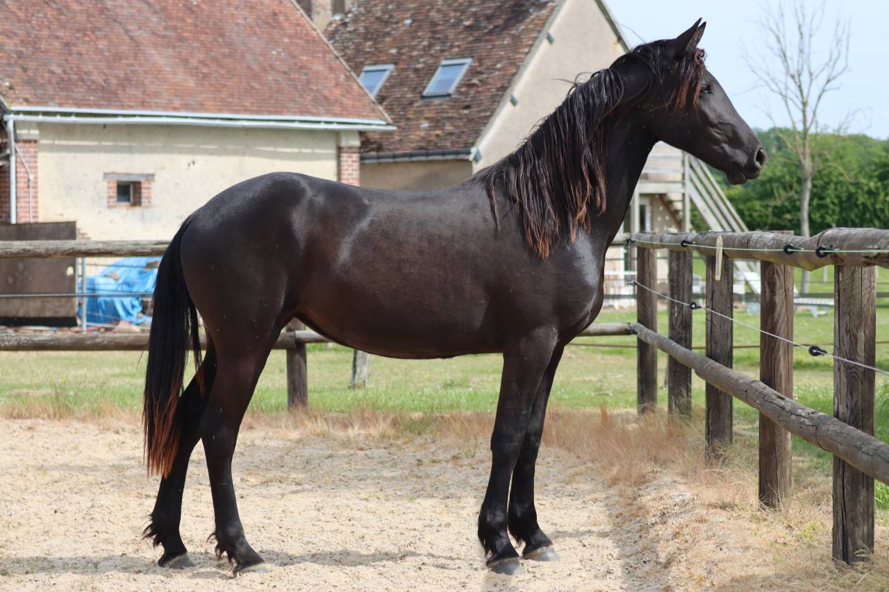 Apollonis Blacknight MGC grande pouliche Arabo-Frison 