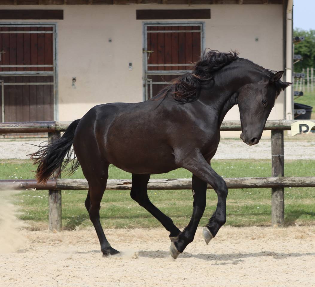 Apollonis Blacknight MGC grande pouliche Arabo-Frison 