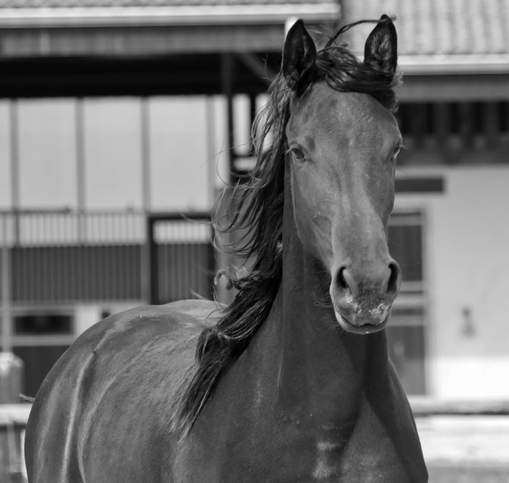 Apollonis Blacknight MGC grande pouliche Arabo-Frison 