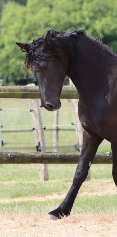 Apollonis Blacknight MGC grande pouliche Arabo-Frison 