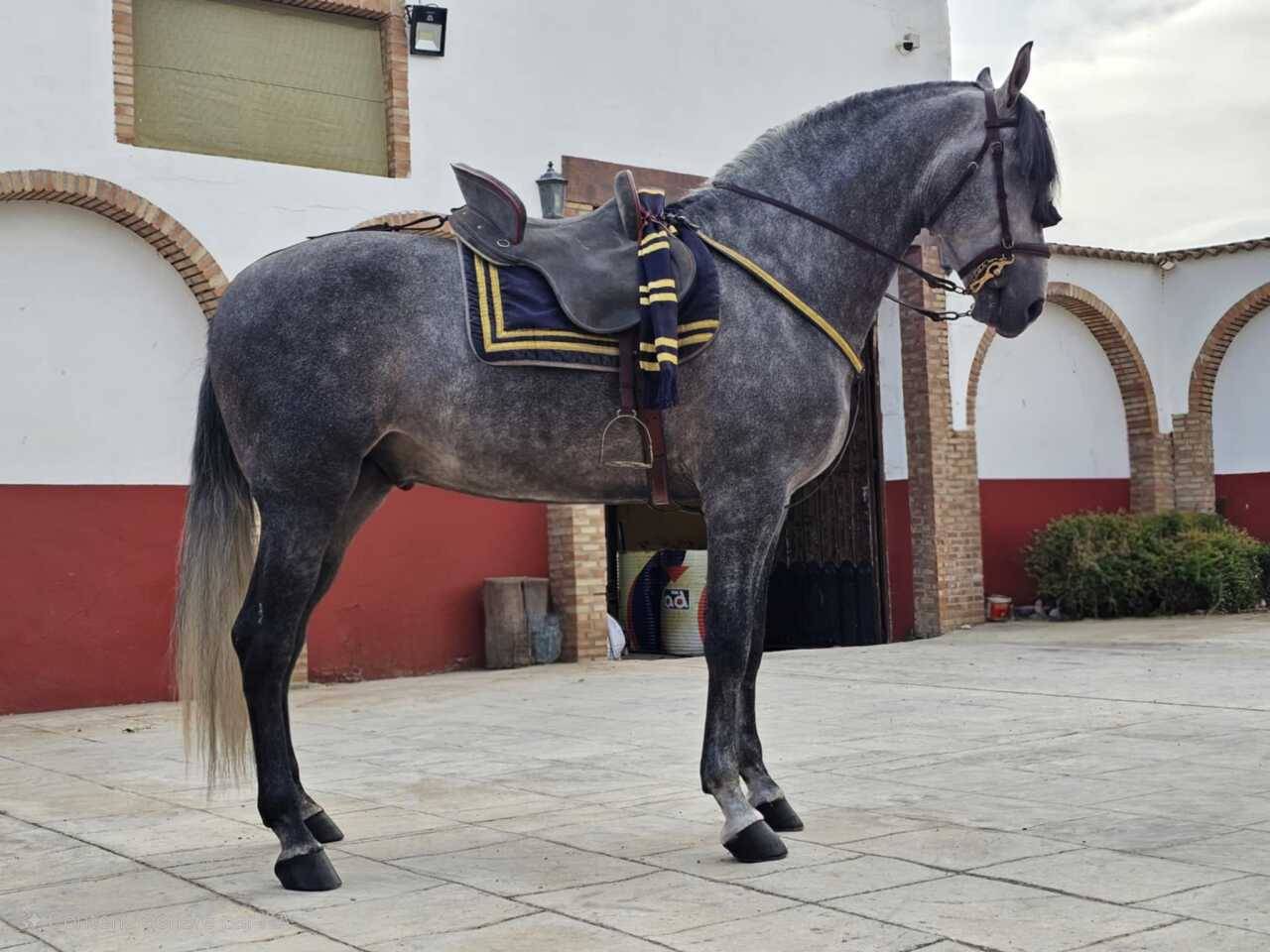 Hongre PRE 2021 de haute lign&eacute;e 