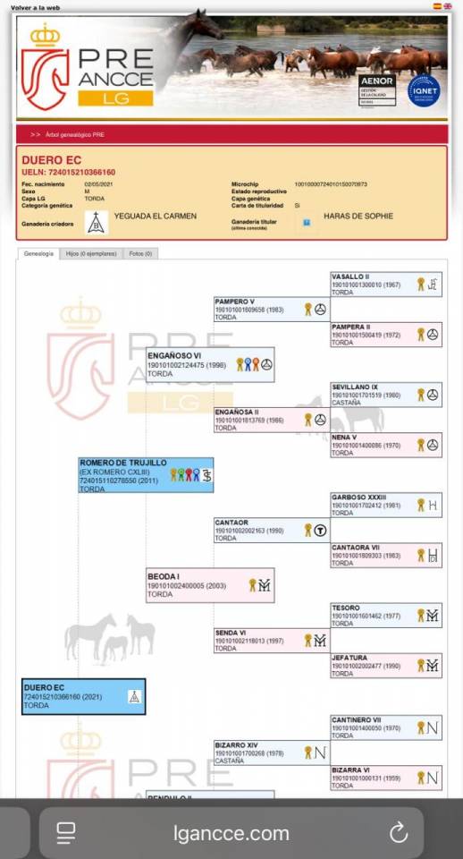Hongre PRE 2021 de haute lign&eacute;e 