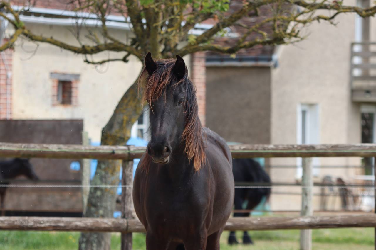 Besserat Blacknight MGC pouliche frisonne a vendre
