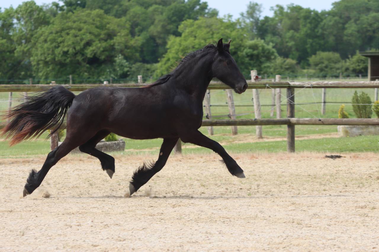 Besserat Blacknight MGC pouliche frisonne a vendre