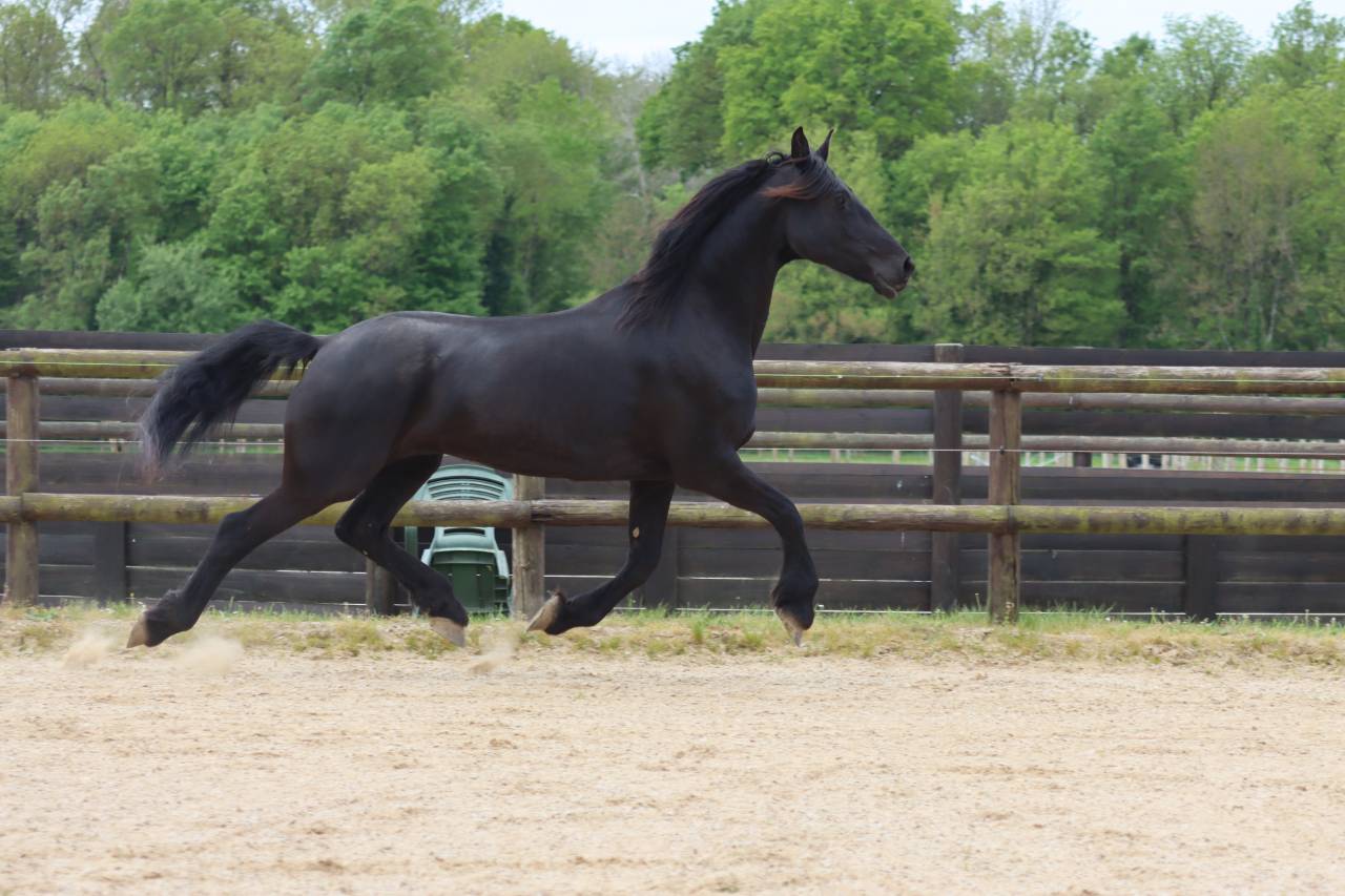Madline Jument Arabo-Frison  a vendre  14 ans
