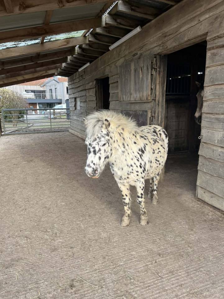 &Eacute;talon Appaloosa 8 ans &ndash; 1m &ndash; Reproducteur