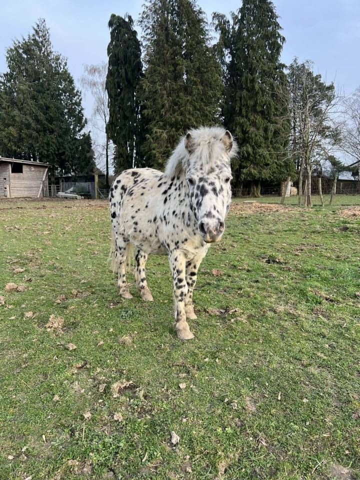 &Eacute;talon Appaloosa 8 ans &ndash; 1m &ndash; Reproducteur