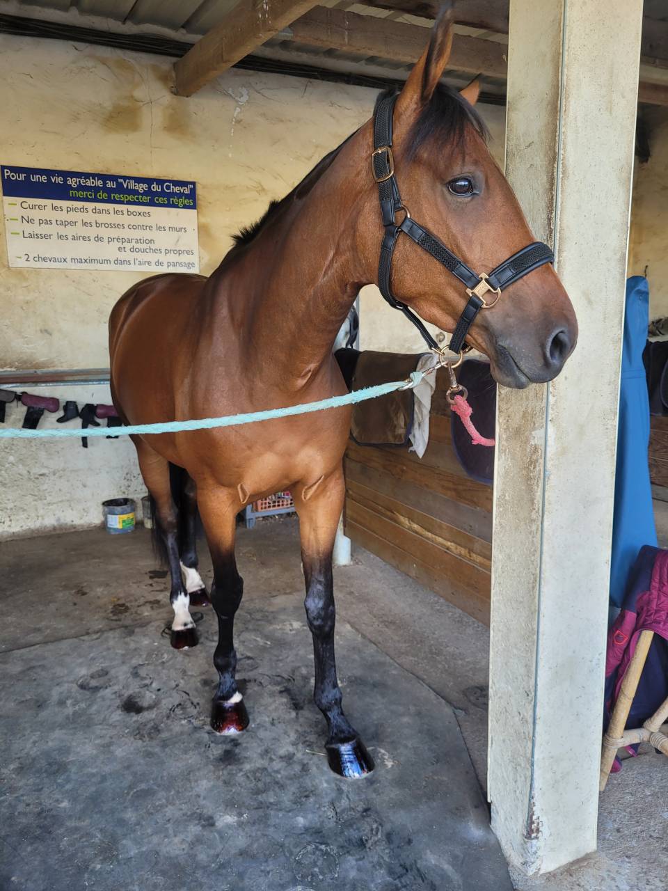 Jument sf de 7 ans - CSO 125 et +