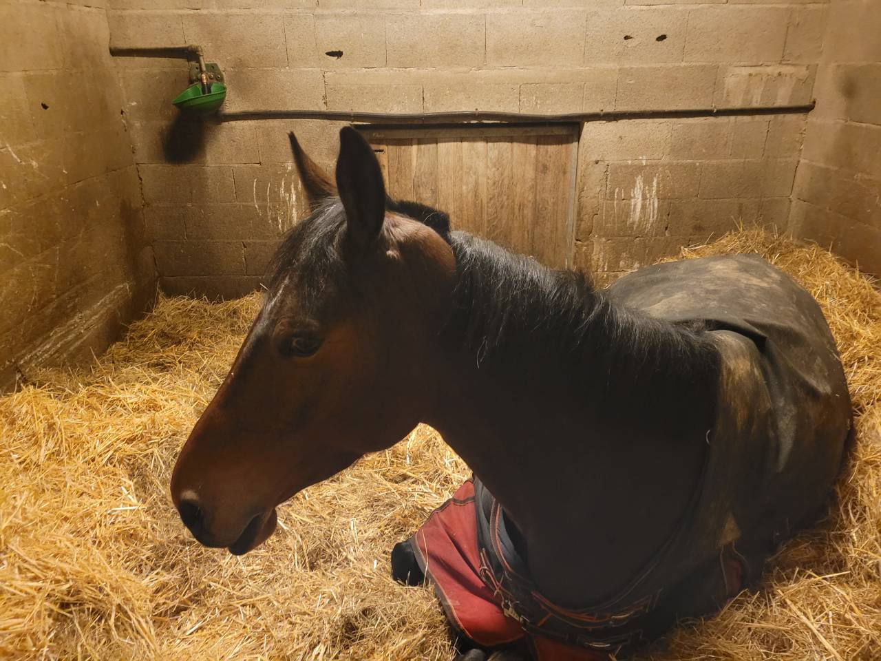 Jument sf de 7 ans - CSO 125 et +