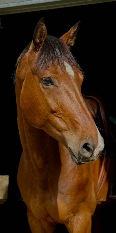 Superbe Hongre de 8 ans - obstacle 140cm 