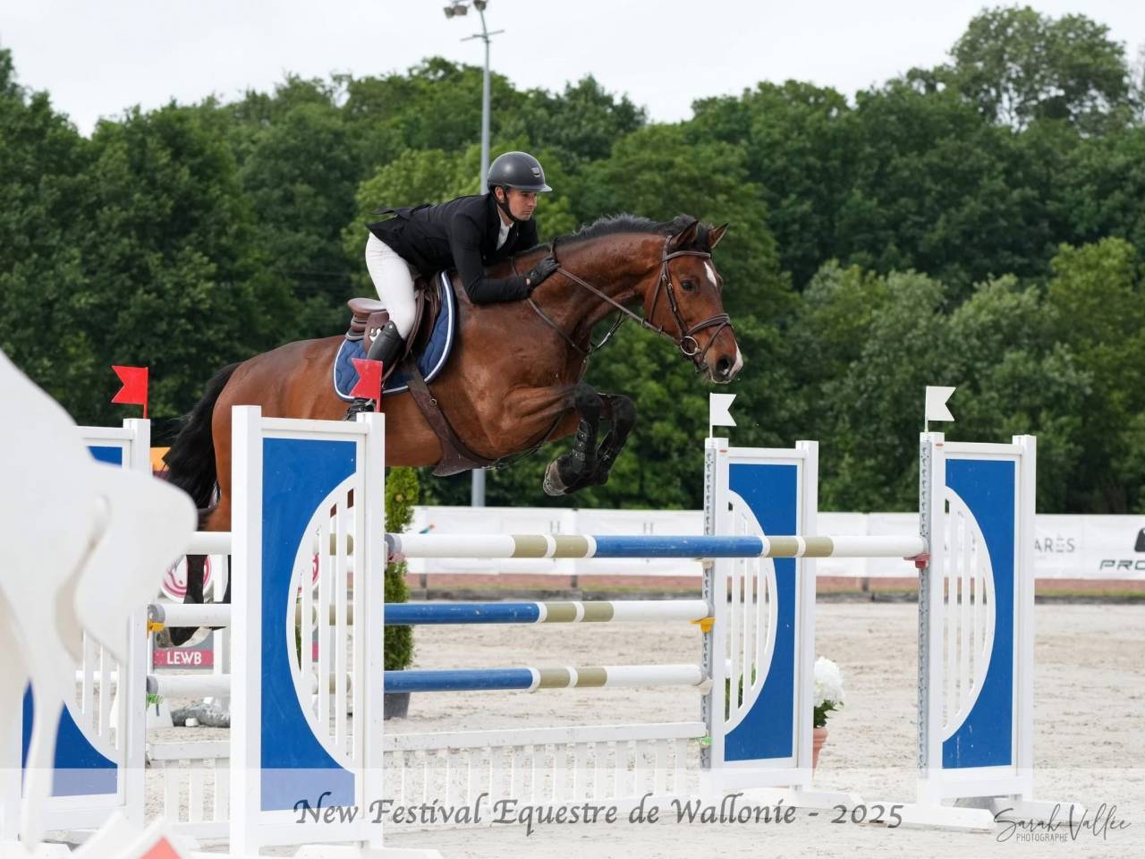 Superbe Hongre de 8 ans - obstacle 140cm 
