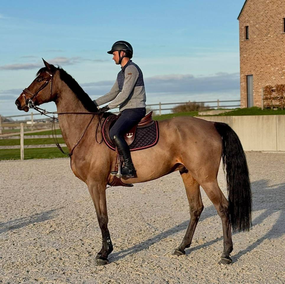 Superbe Hongre de 8 ans - obstacle 140cm 
