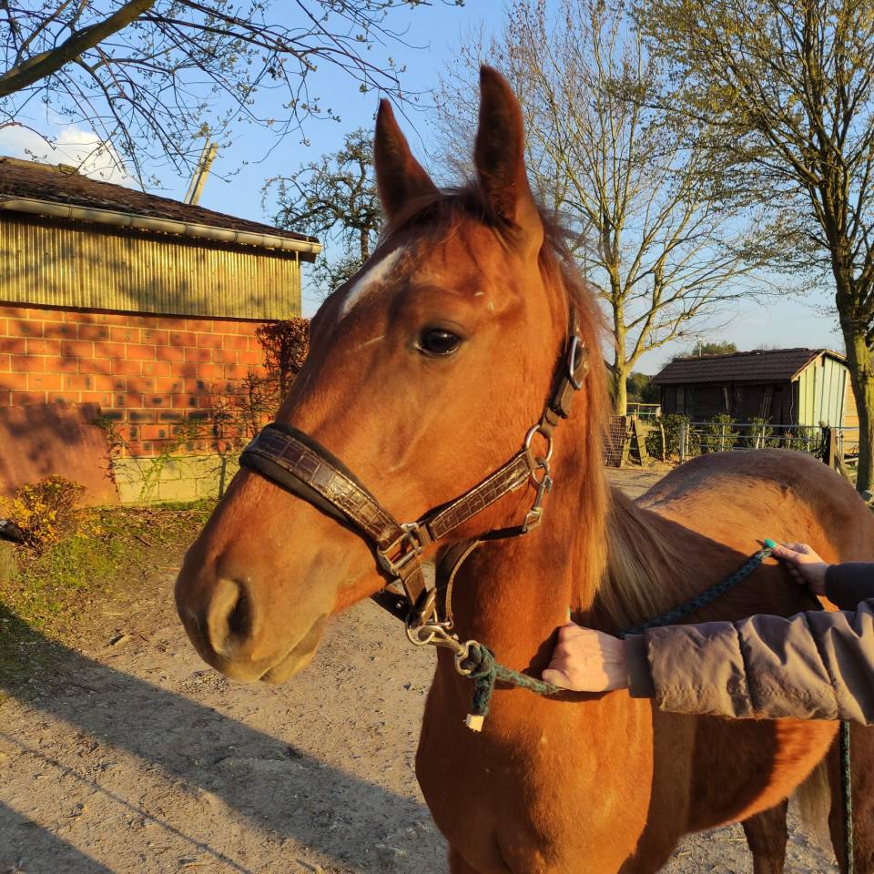 Poulain (hongre) Quarter crois&eacute; paint horse
