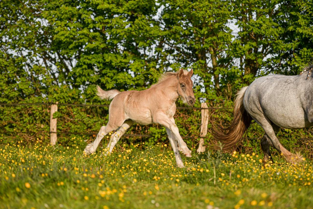 Pouliche PP X Arabo Frison. Bleu roan silver
