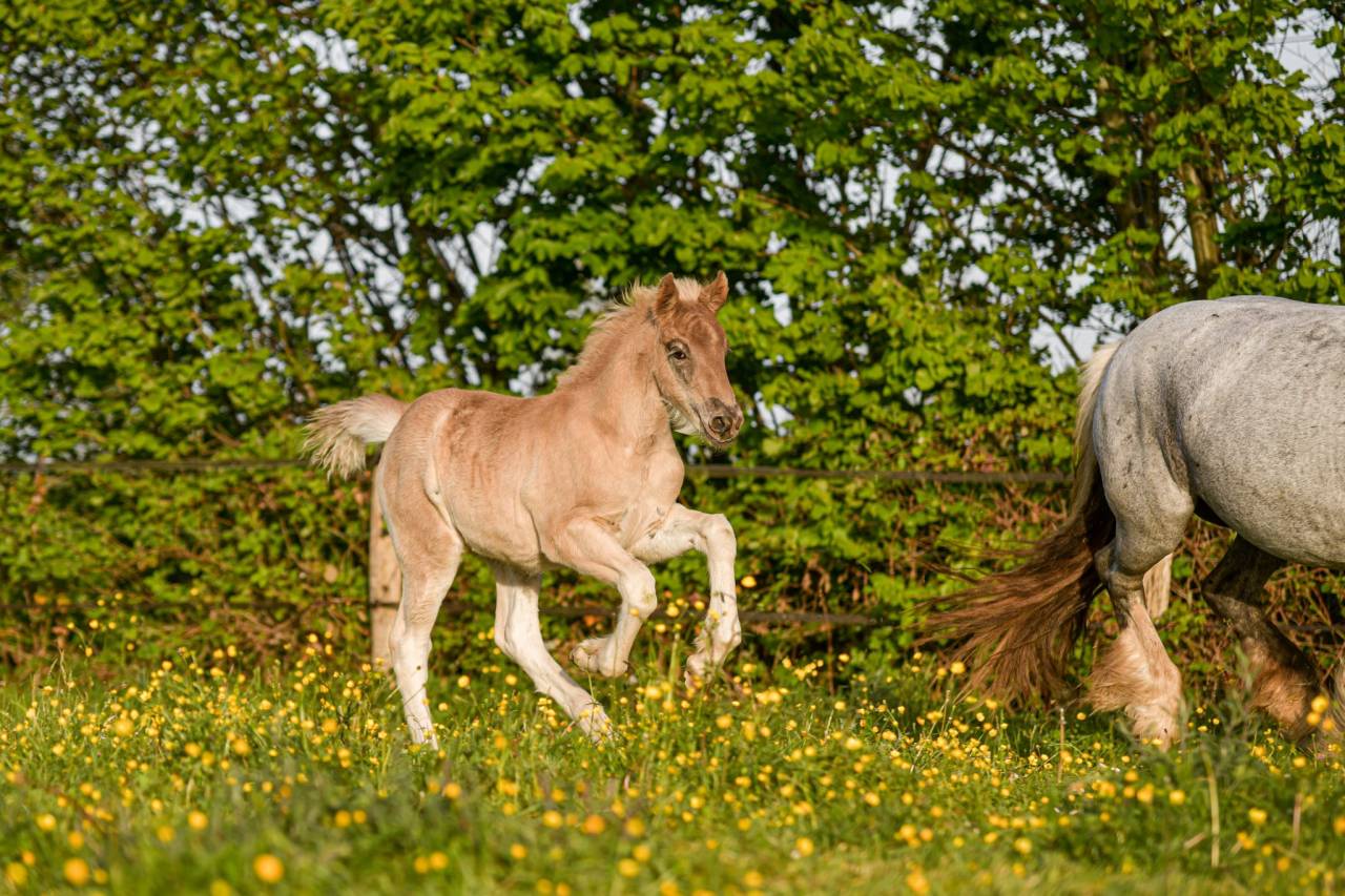 Pouliche PP X Arabo Frison. Bleu roan silver