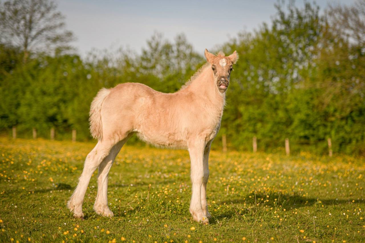 Pouliche noire silver PP, X Arabo-Frison