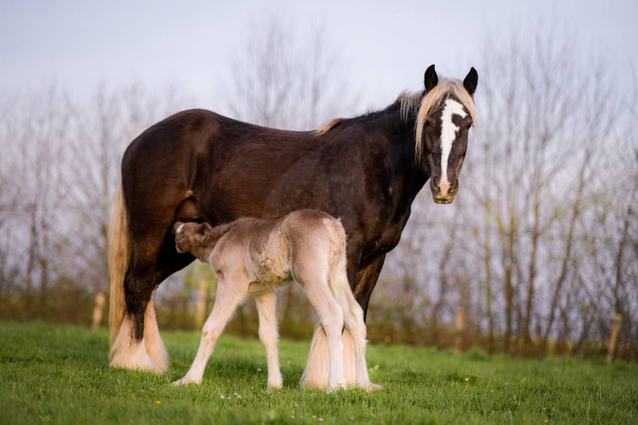Pouliche noire silver PP, X Arabo-Frison