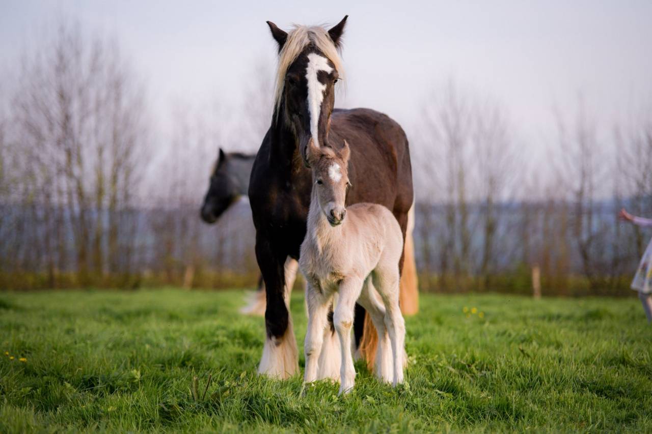 Pouliche noire silver PP, X Arabo-Frison