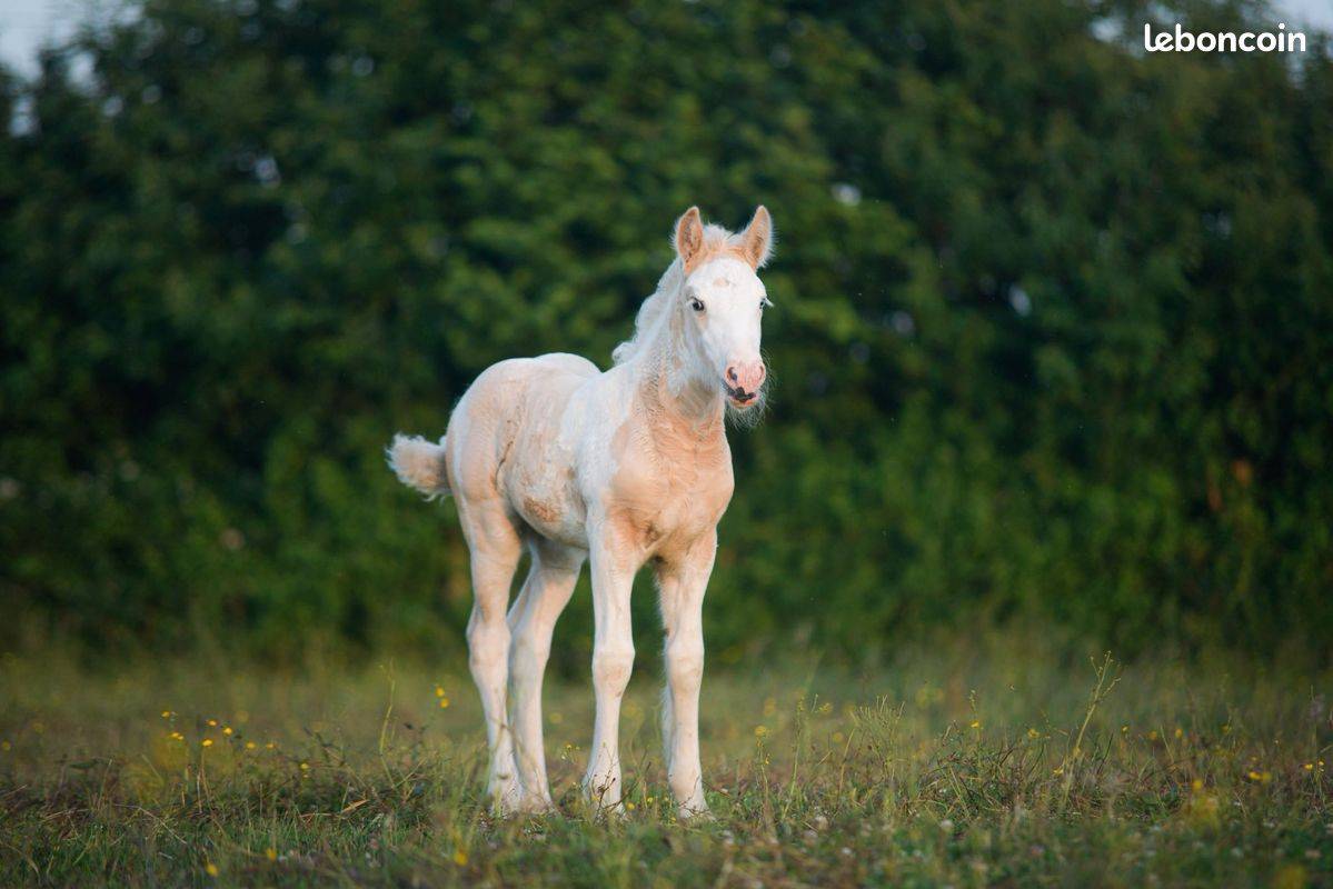 Pouliche irish cob pie palomino oeil bleu de 1an.