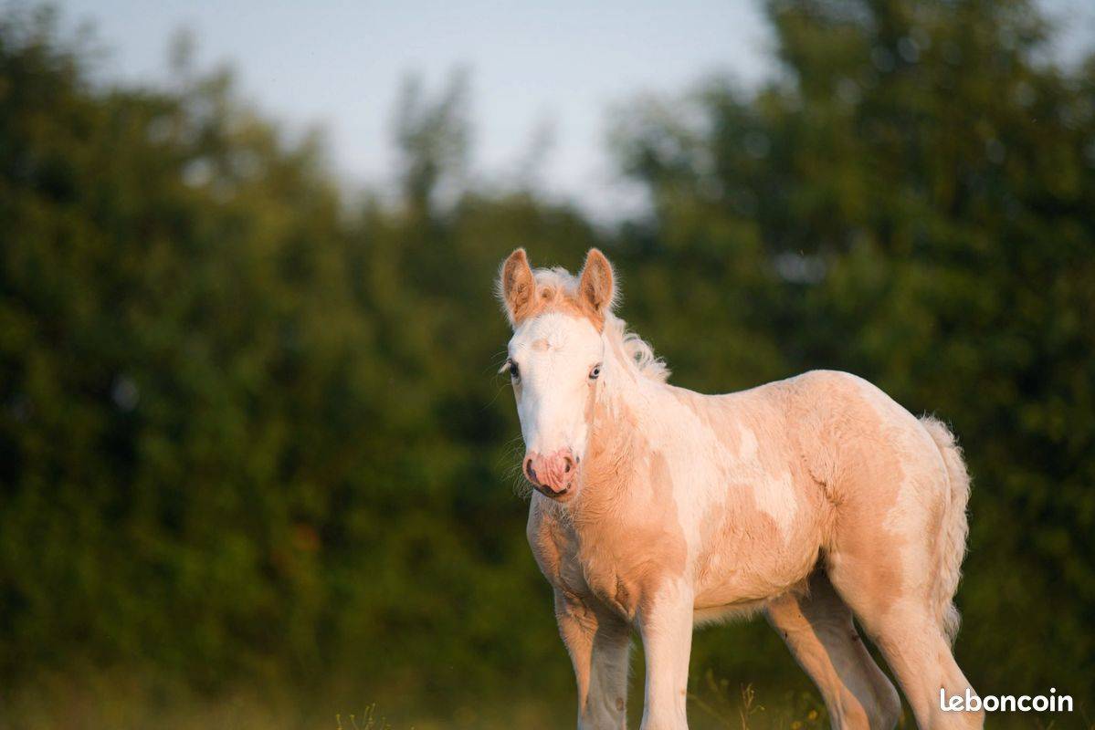 Pouliche irish cob pie palomino oeil bleu de 1an.