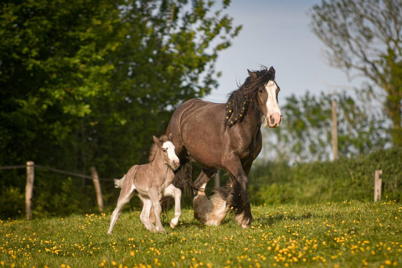 Jument irish cob PP pleine. Poulain silver garanti