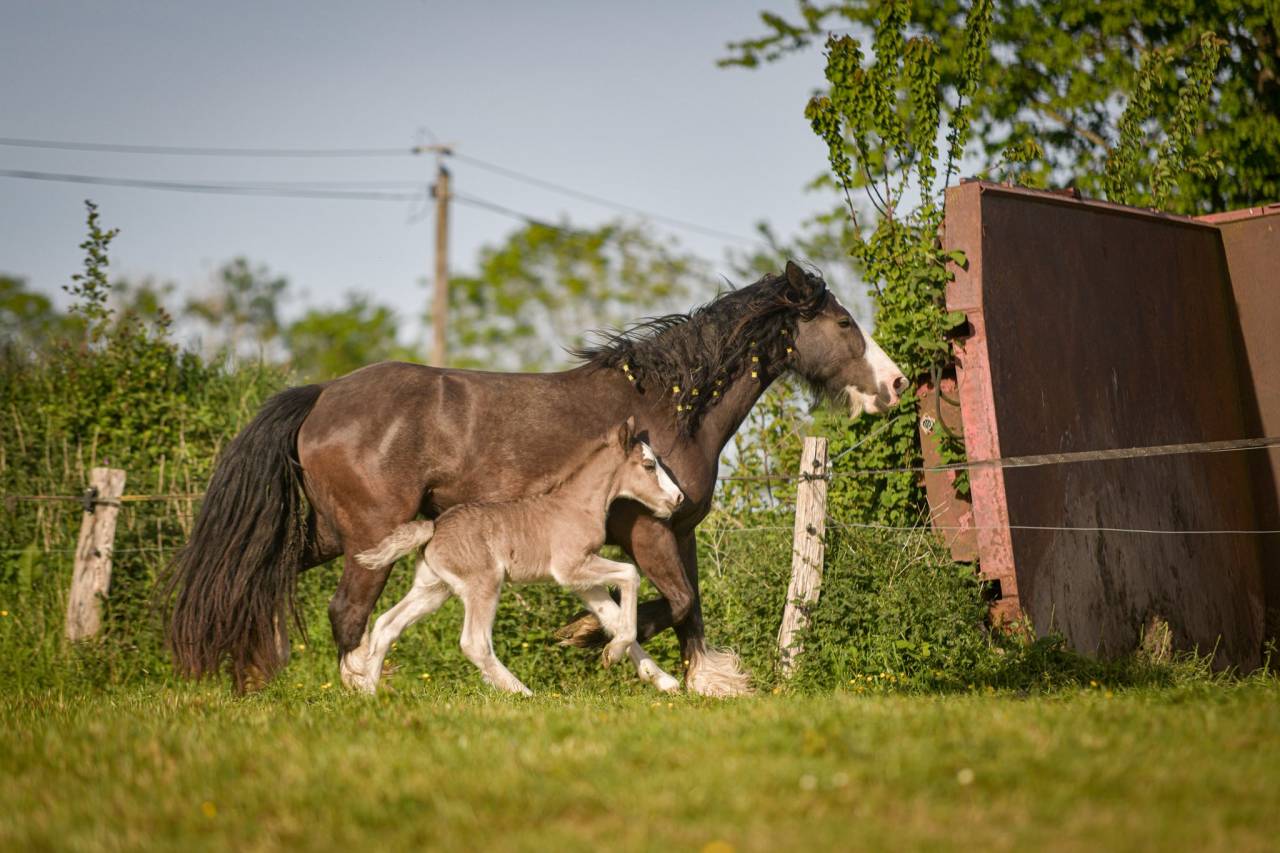 Jument irish cob PP pleine. Poulain silver garanti
