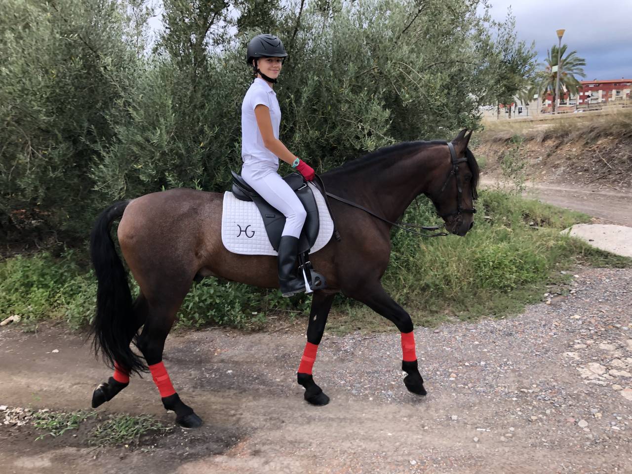 Hongre PRE Pure Race Espagnole A vendre 2016 Autre couleur par Fant&aacute;stico RB II