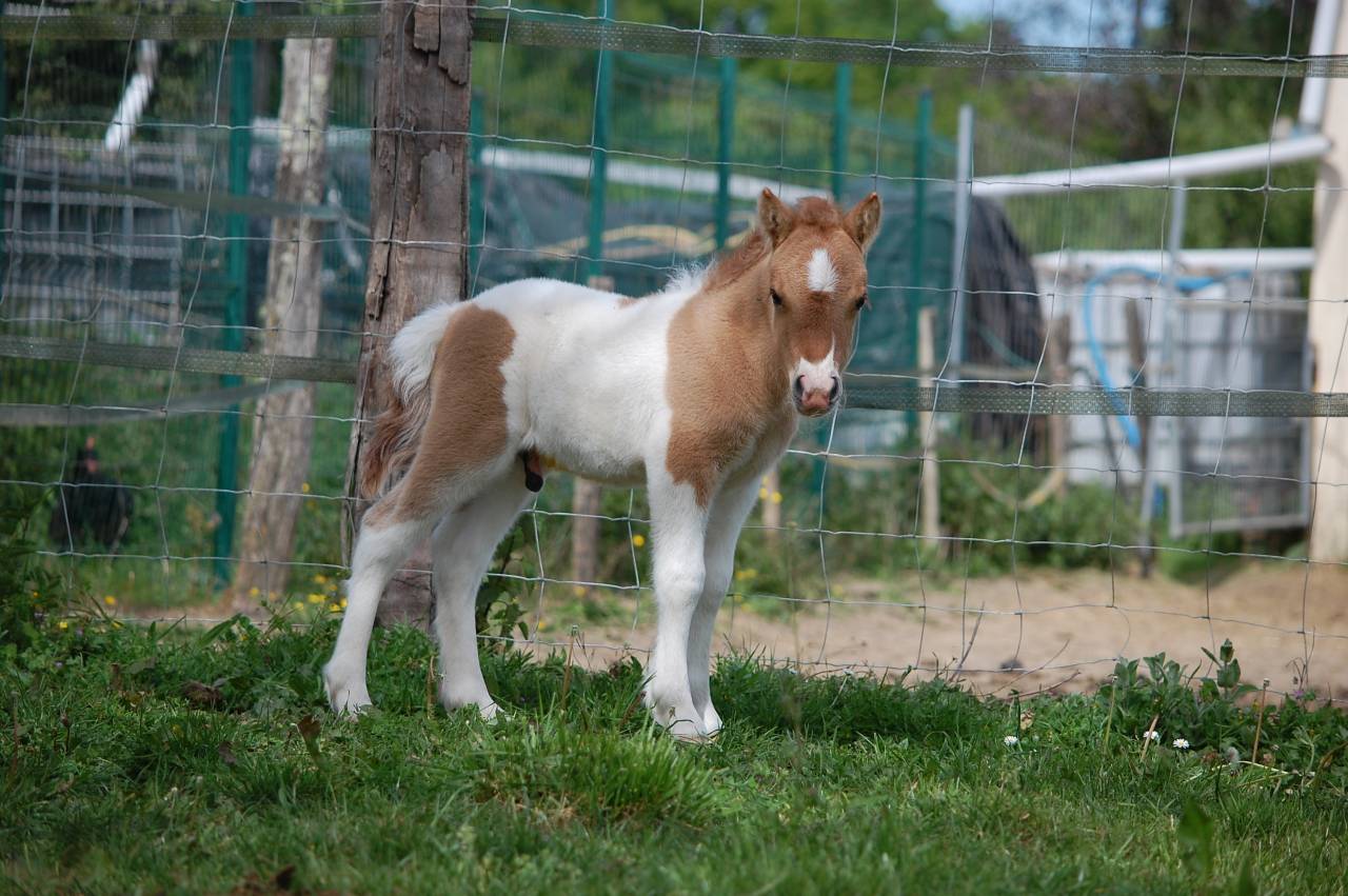 POULAIN SHETLAND PP PIE ALEZAN DUN