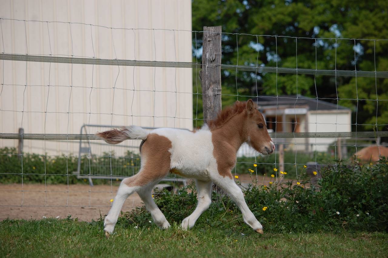 POULAIN SHETLAND PP PIE ALEZAN DUN