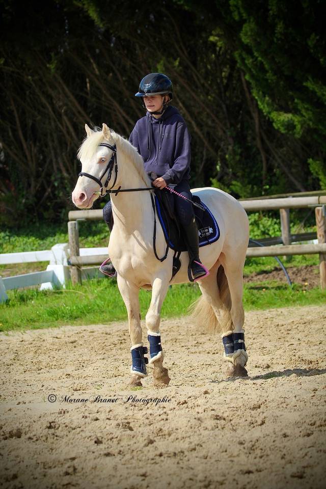 Plusieurs poneys &agrave; vendre 