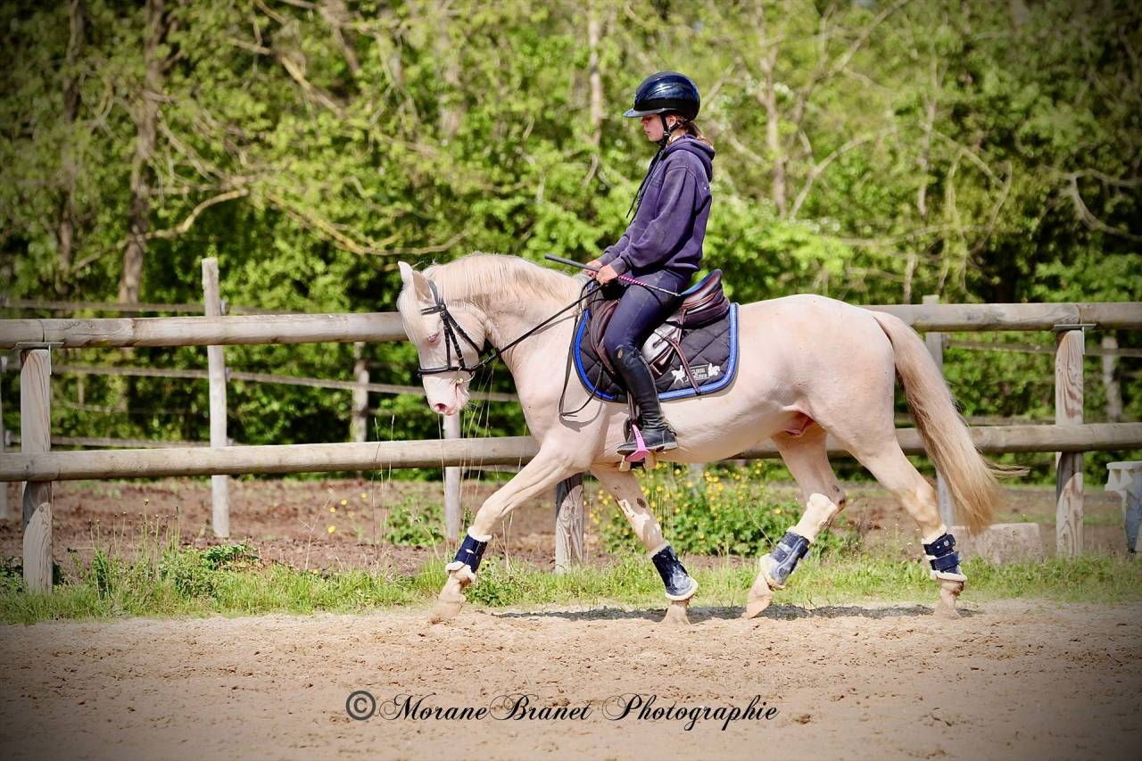 Plusieurs poneys &agrave; vendre 