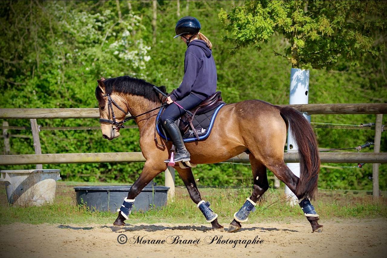 Plusieurs poneys &agrave; vendre 