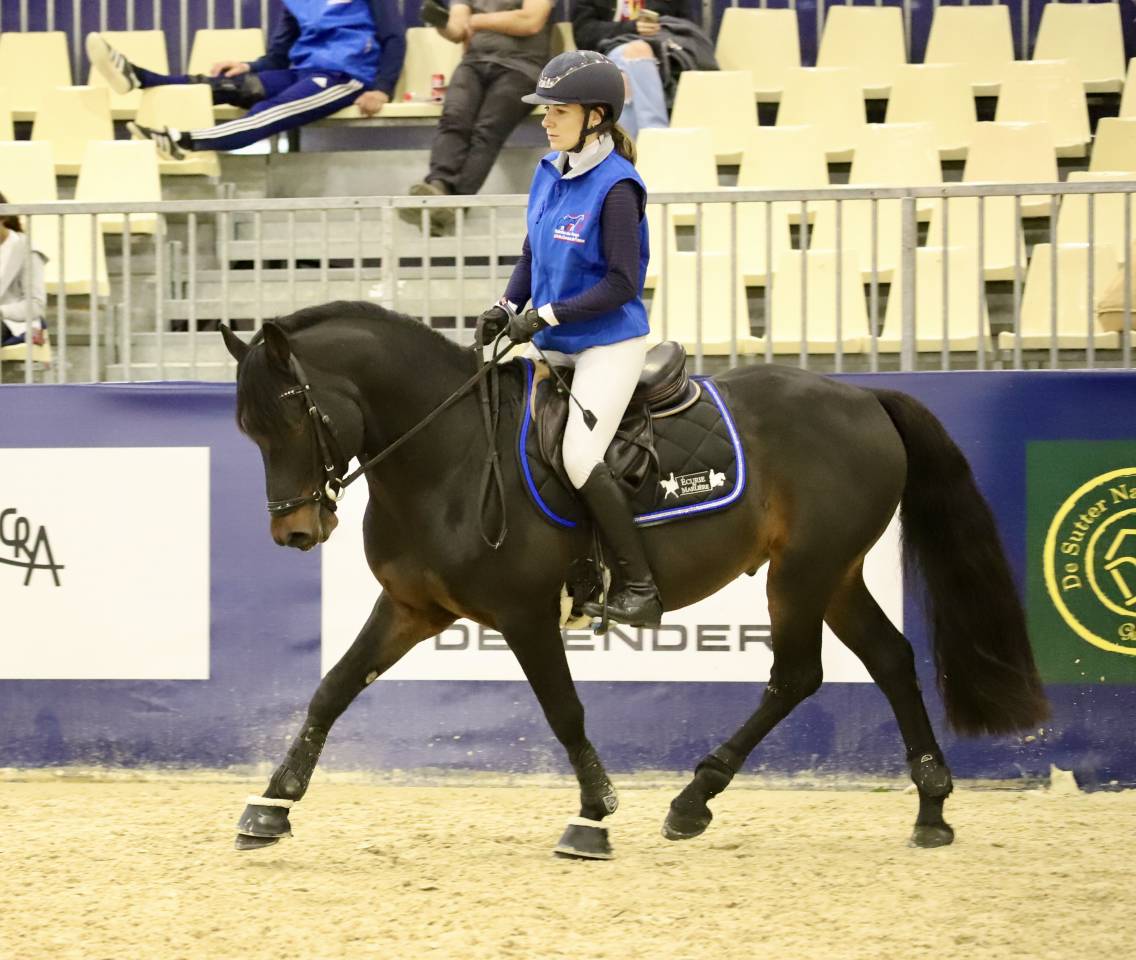 Plusieurs poneys &agrave; vendre 
