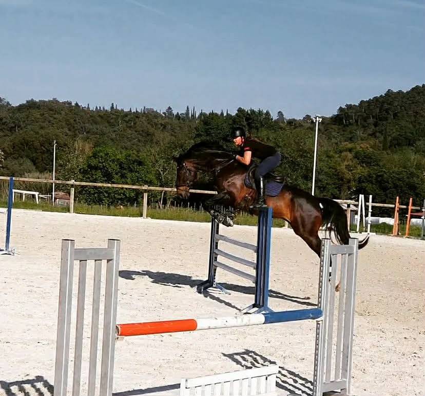 Hongre - Oldenbourg - 13 ans - Dressage - France