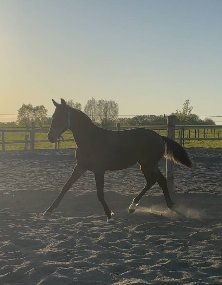 Poulain de 1an &agrave; vendre
