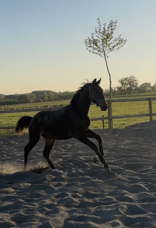 Poulain de 1an &agrave; vendre