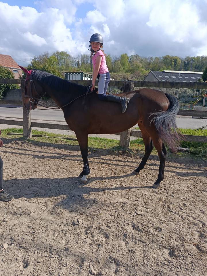 Chevaux a vendre