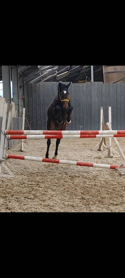 Chevaux a vendre