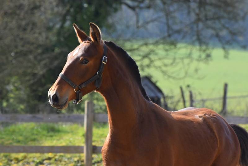 PHARAON DU PUITS CARRE - Poulain PRE bai 1 an