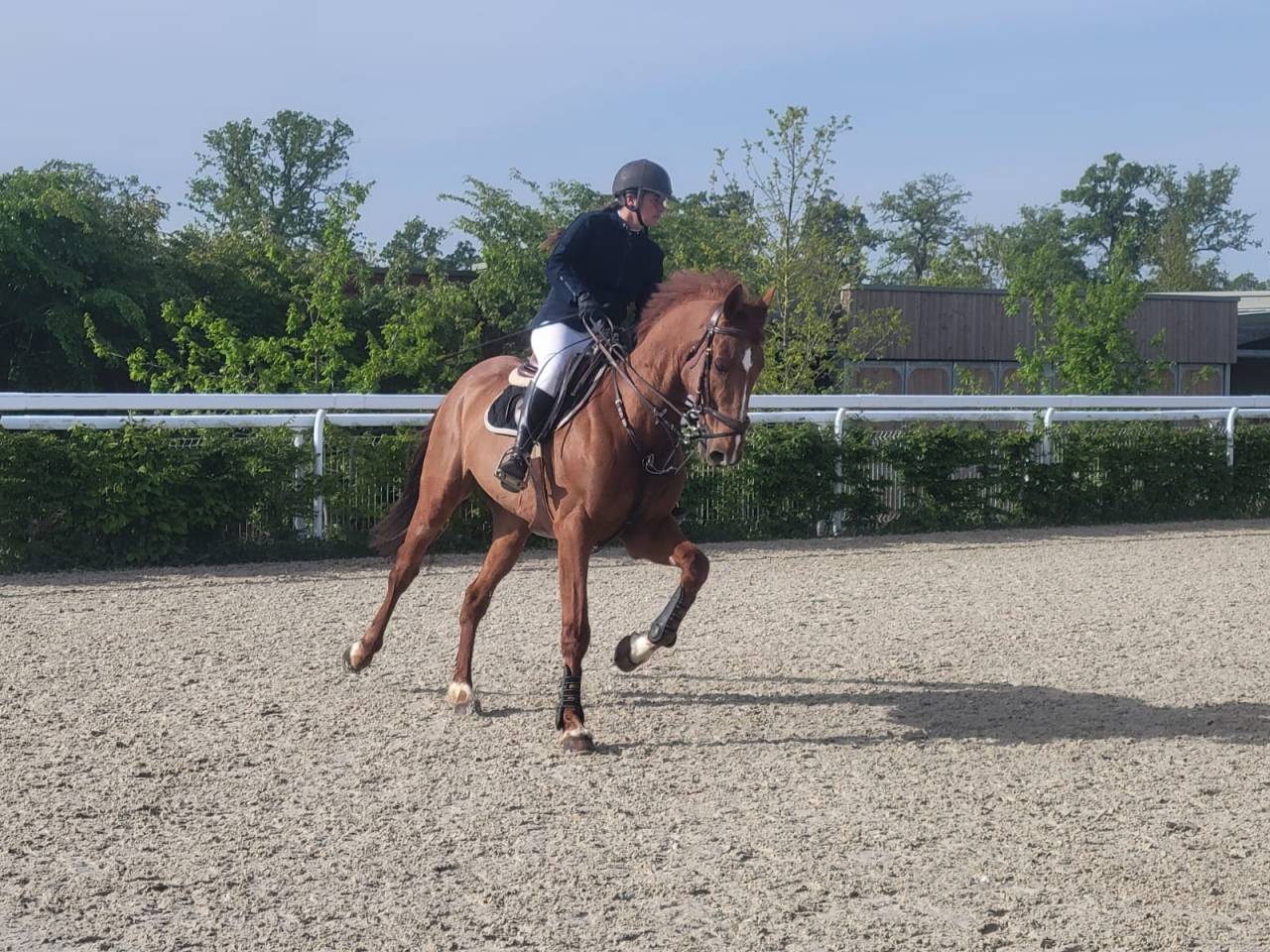 Hongre de 11 ans pour du loisir/CSO