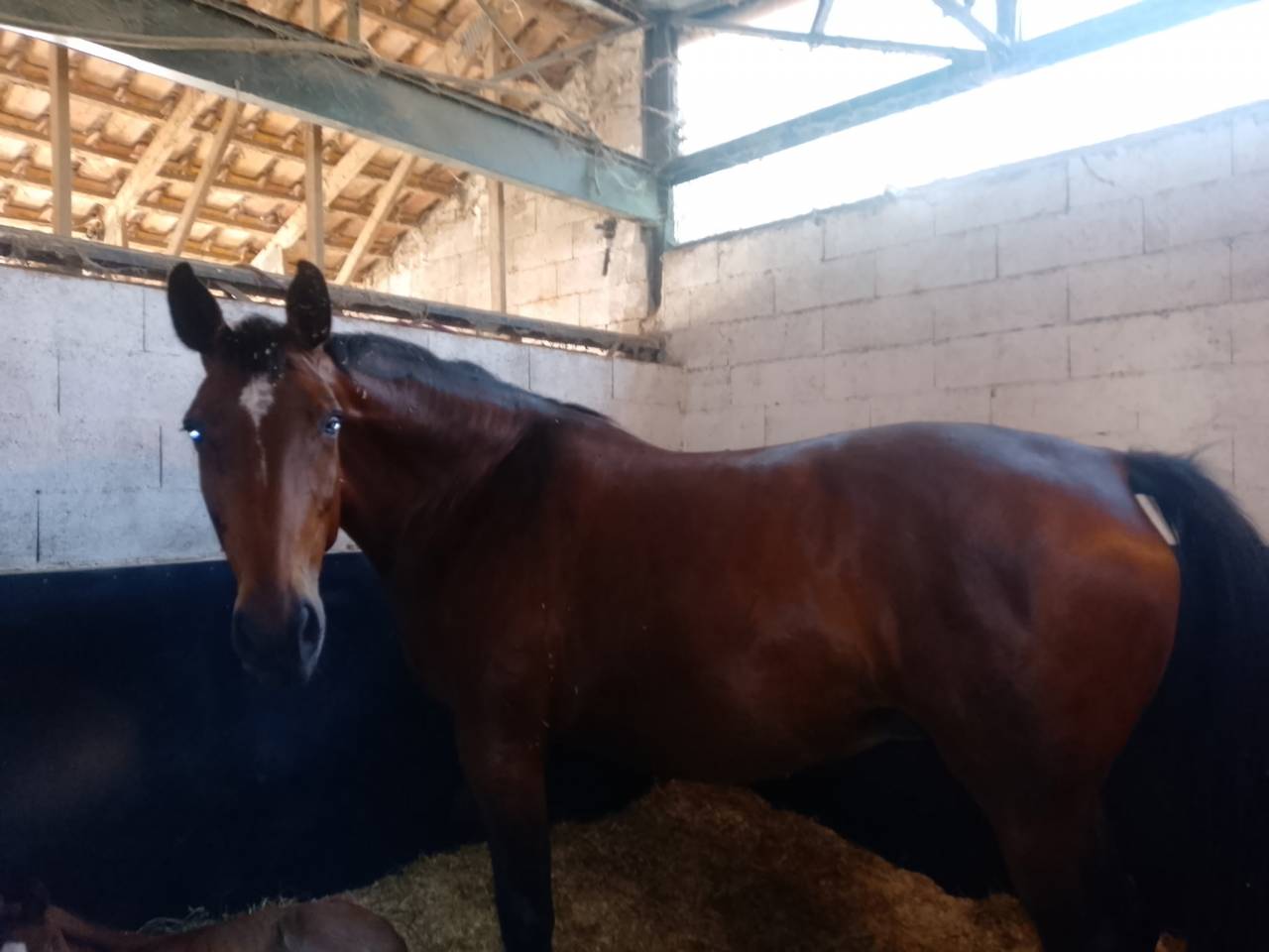 POULINIERE A VENDRE 