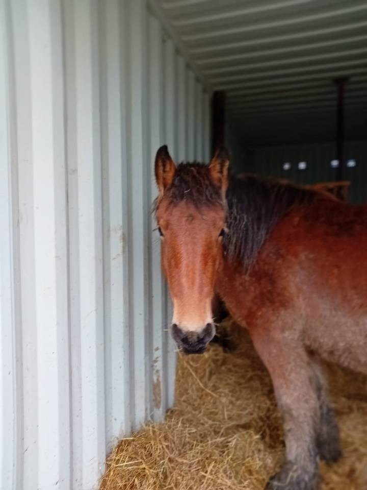 POULICHE DE TRAIT A VENDRE 