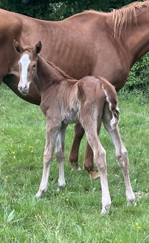 Pouliche SF Bingo st hermelle x Quaprice Bois Margot