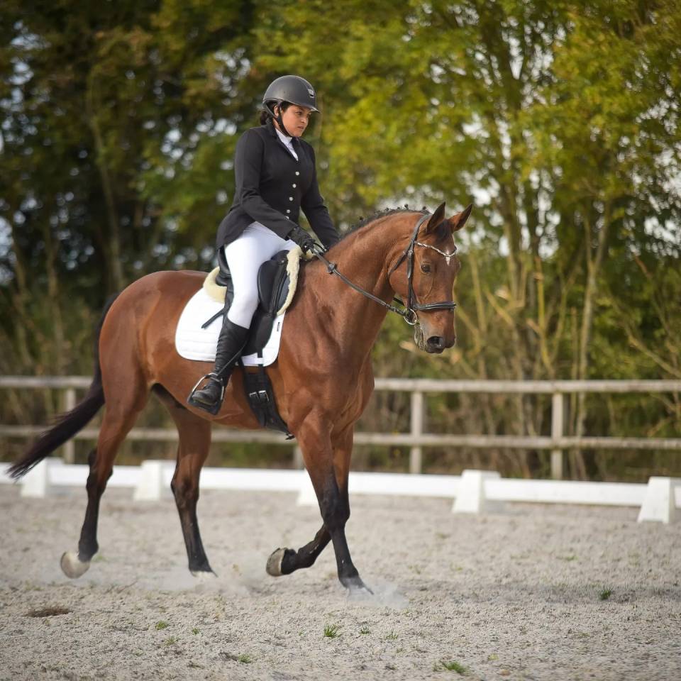 Cheval de sport pour CCE AMAT 1 / Elite 