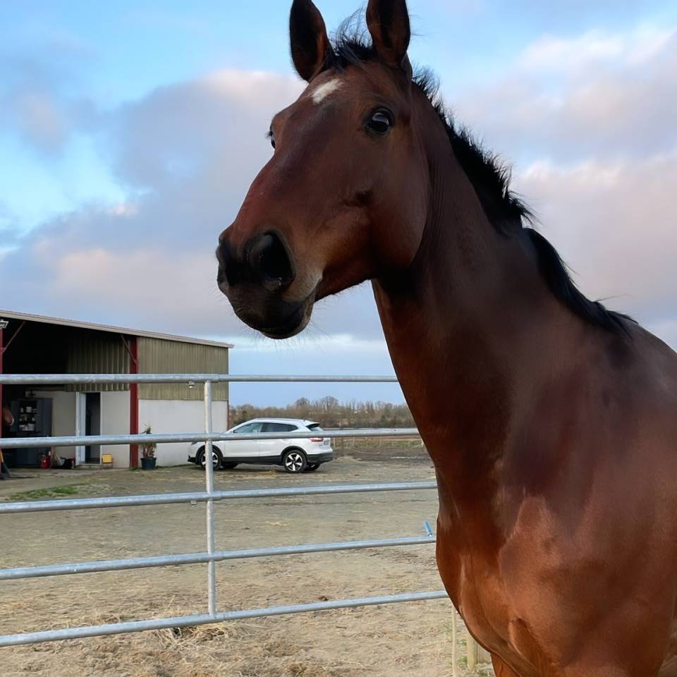 Cheval de sport pour CCE AMAT 1 / Elite 