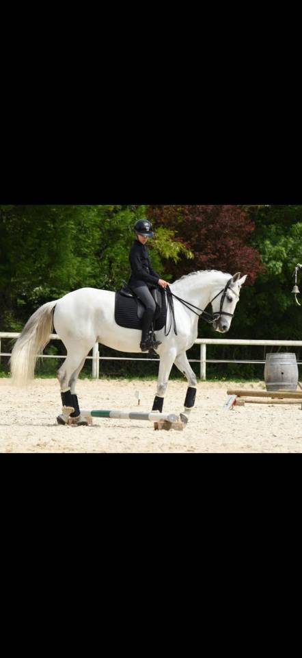 Hongre - Lusitanien - 14 ans - Dressage PSG - France