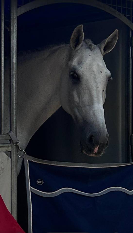 Hongre - Lusitanien - 14 ans - Dressage PSG - France