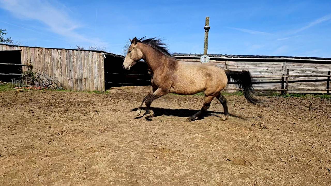 Quarter horse ONC Isabelle 4ans